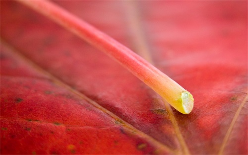 模拟人生3医学职业要求，模拟人生3在医药三级的时候会有研究的要求这应该怎么完成