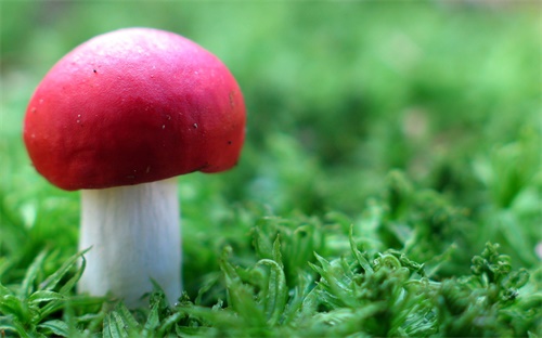 重庆职校，重庆有那些职业学校
